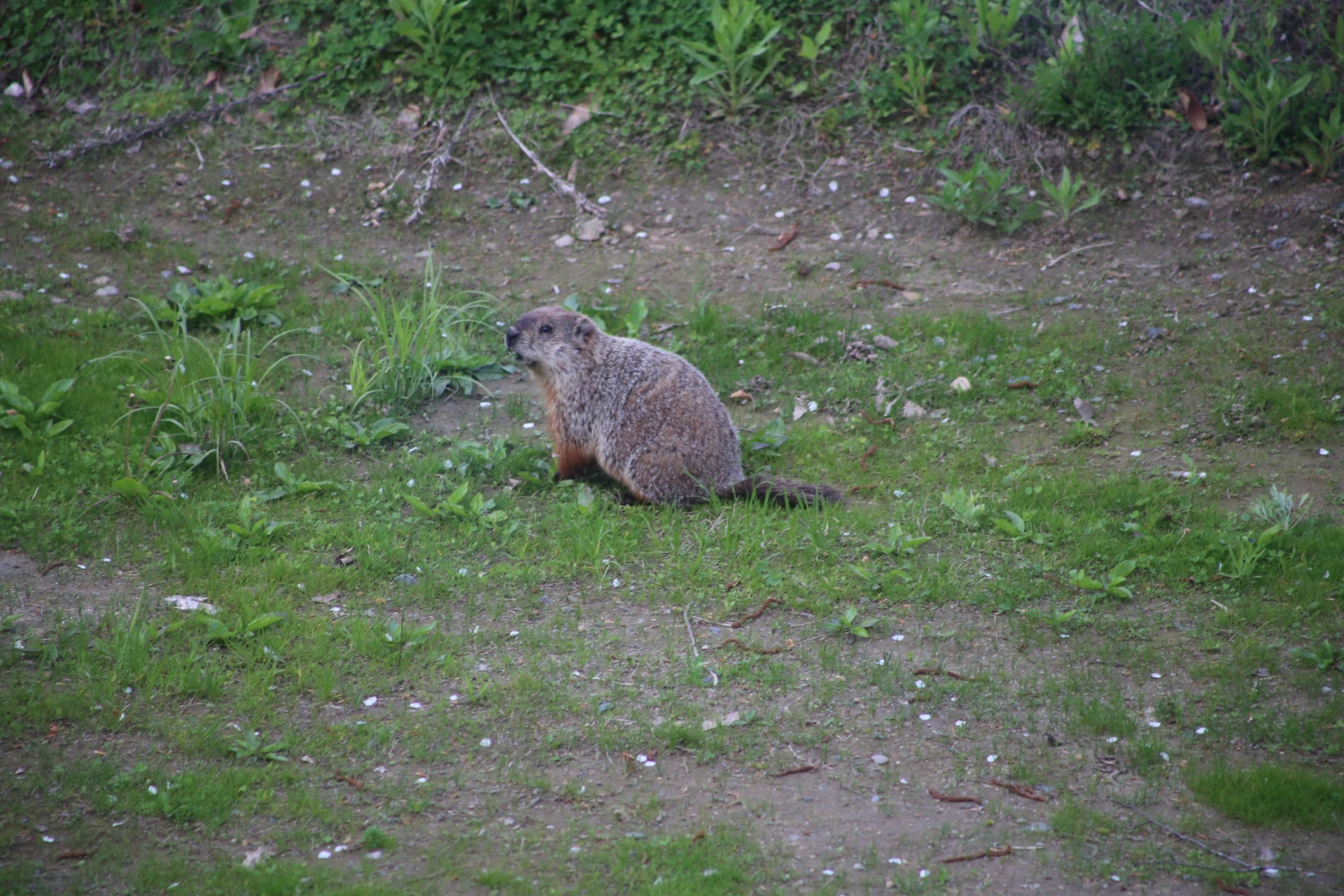 Marmot standing on a grassy ground with a natural background