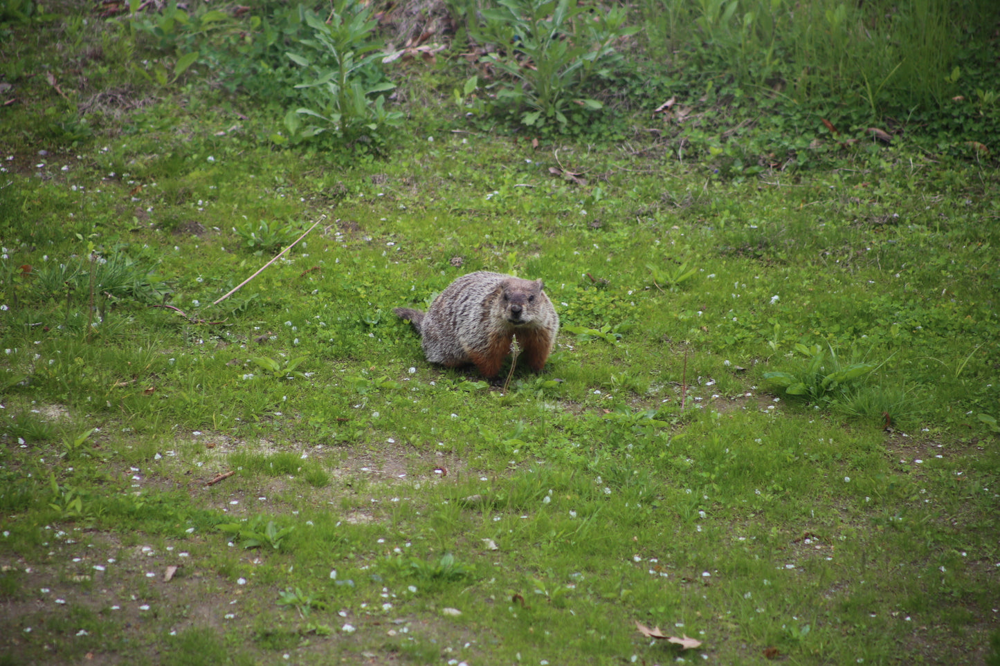 Groundhog on a grassy field eating a flower