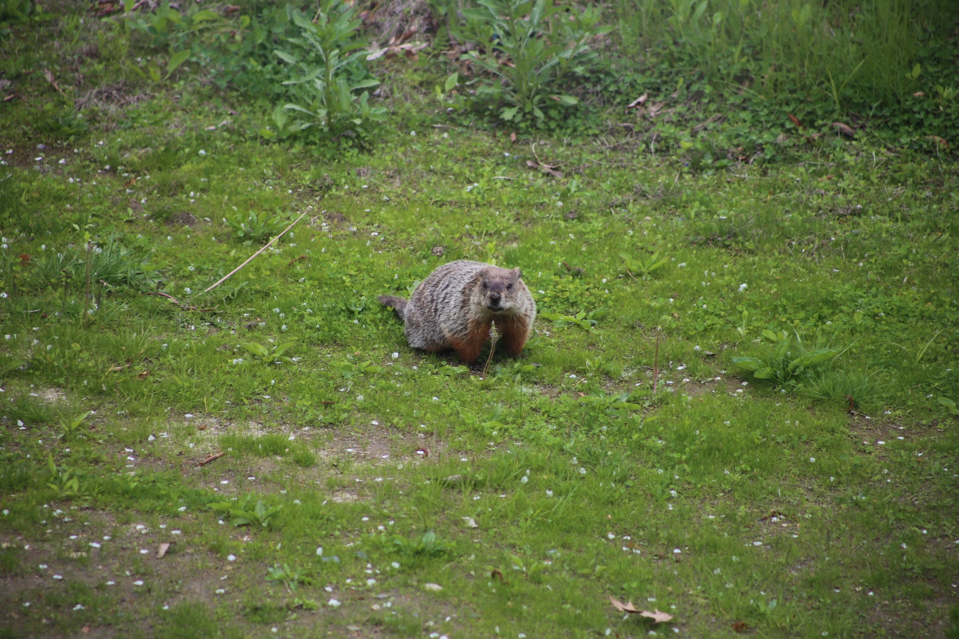 Groundhog on a grassy field eating a flower