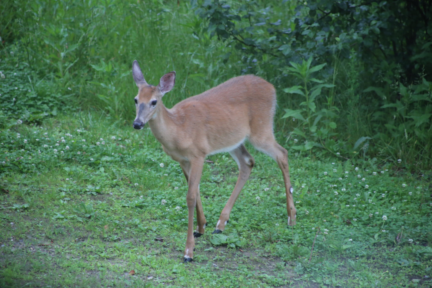 A young deer standing in a grassy area with greenery in the background