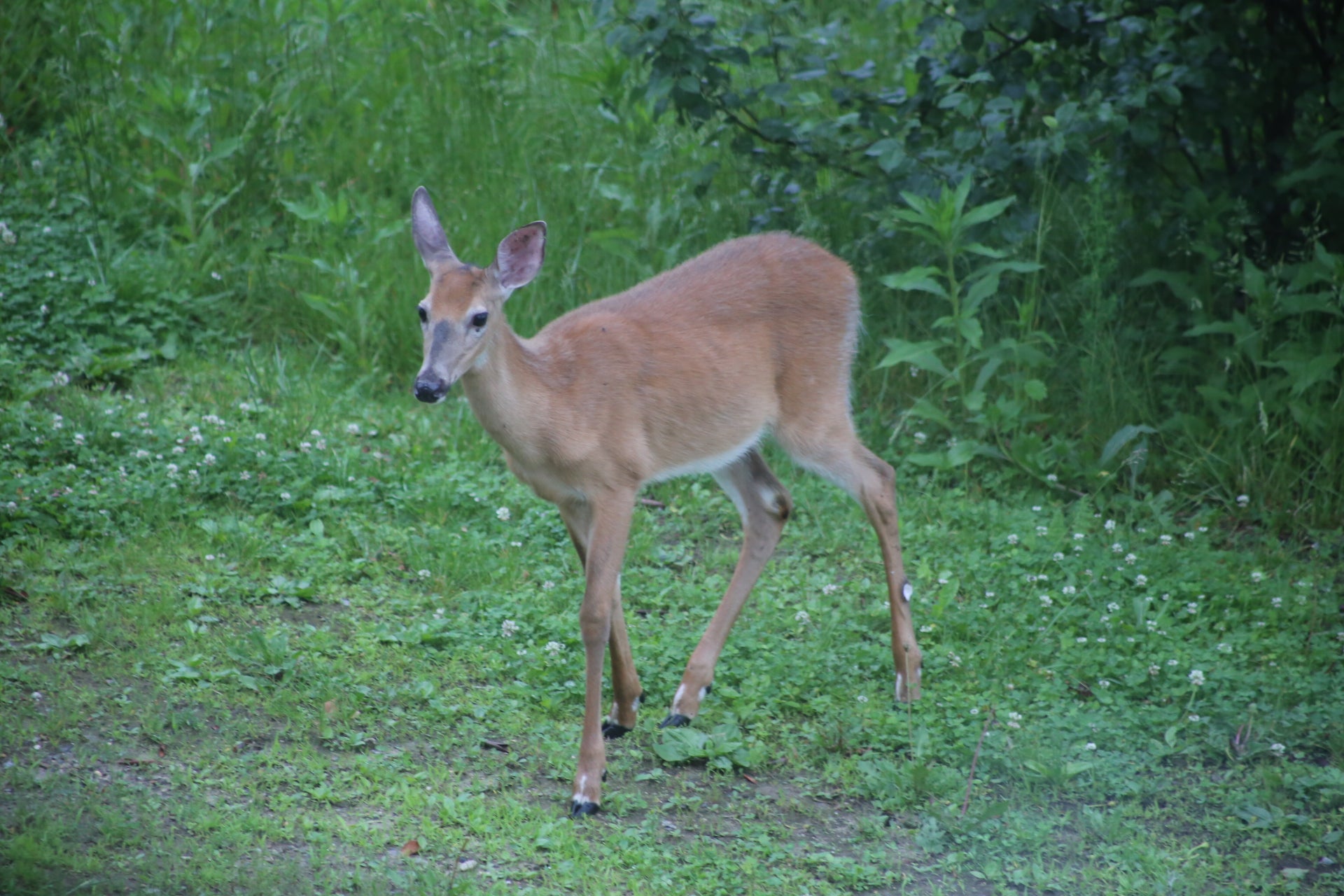 A young deer standing in a grassy area with greenery in the background