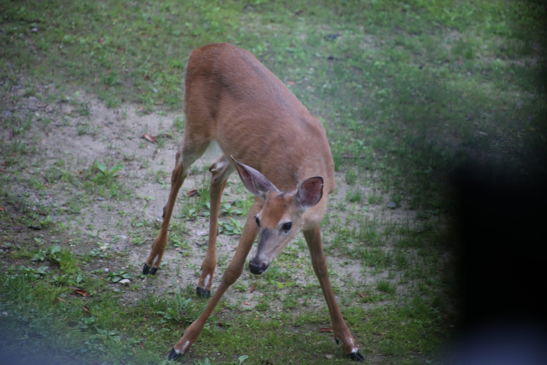 Deer standing on a grassy area with a blurred background