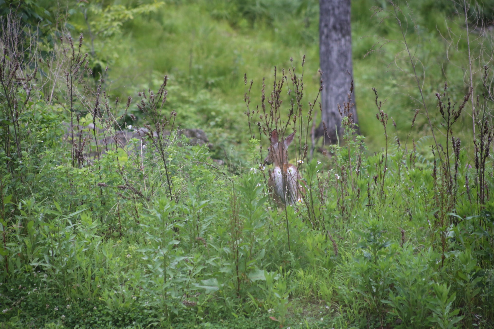 Deer in a forest setting with greenery and trees.