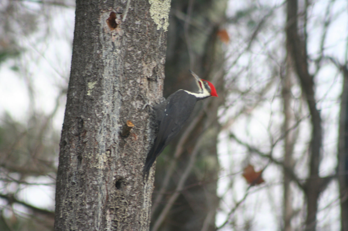 Wild life around the property of the nature view estate