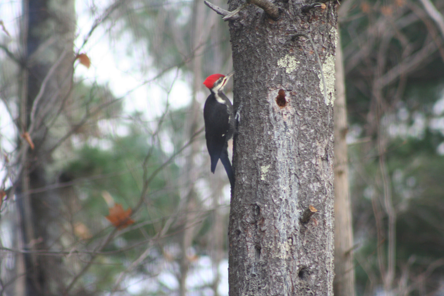 Woodpecker on a tree trunk in a forest setting