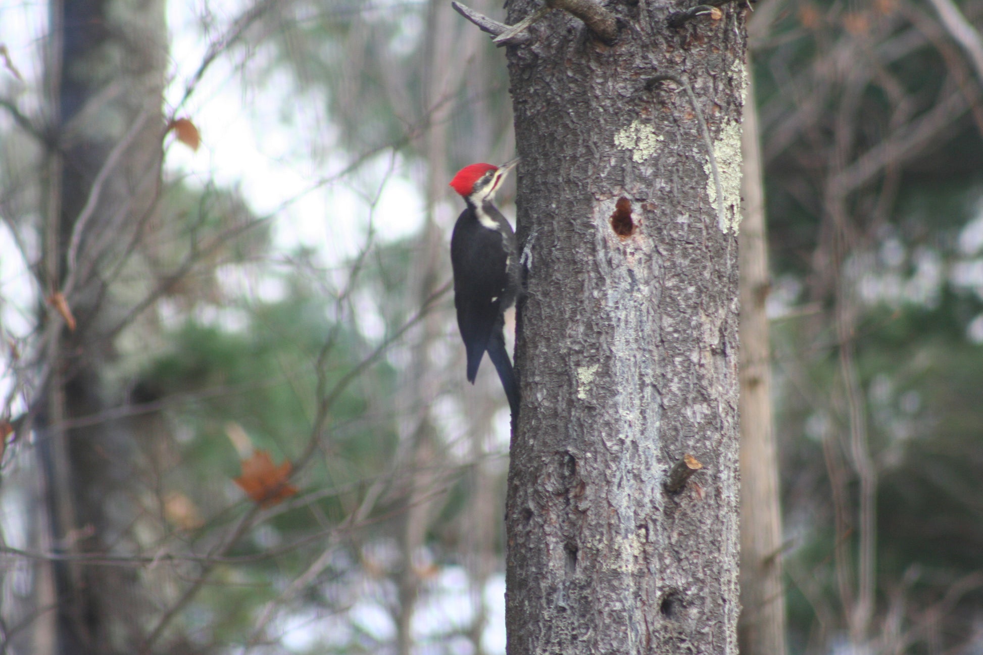 Woodpecker on a tree trunk in a forest setting