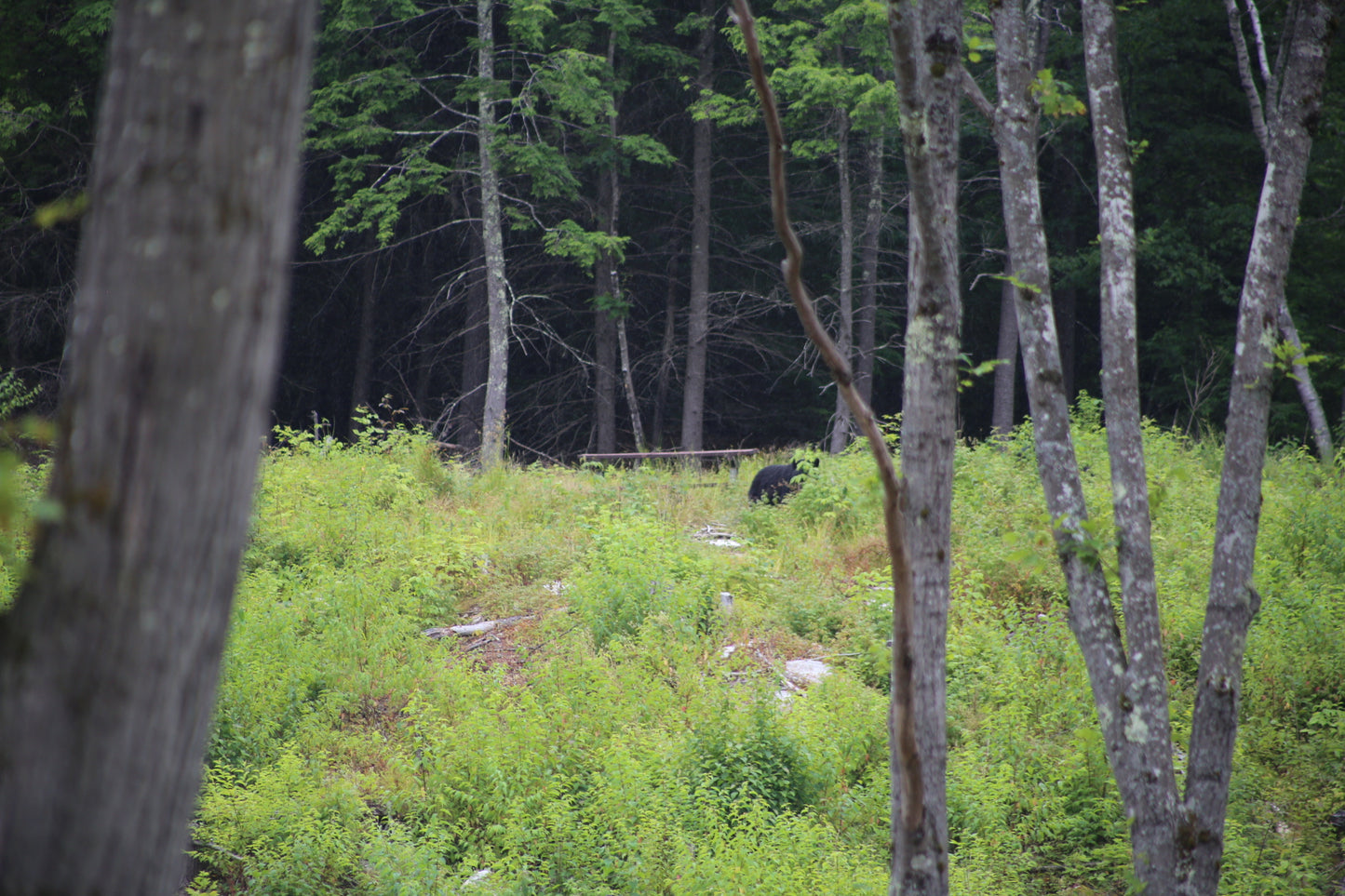 Bear in a forest with trees and greenery