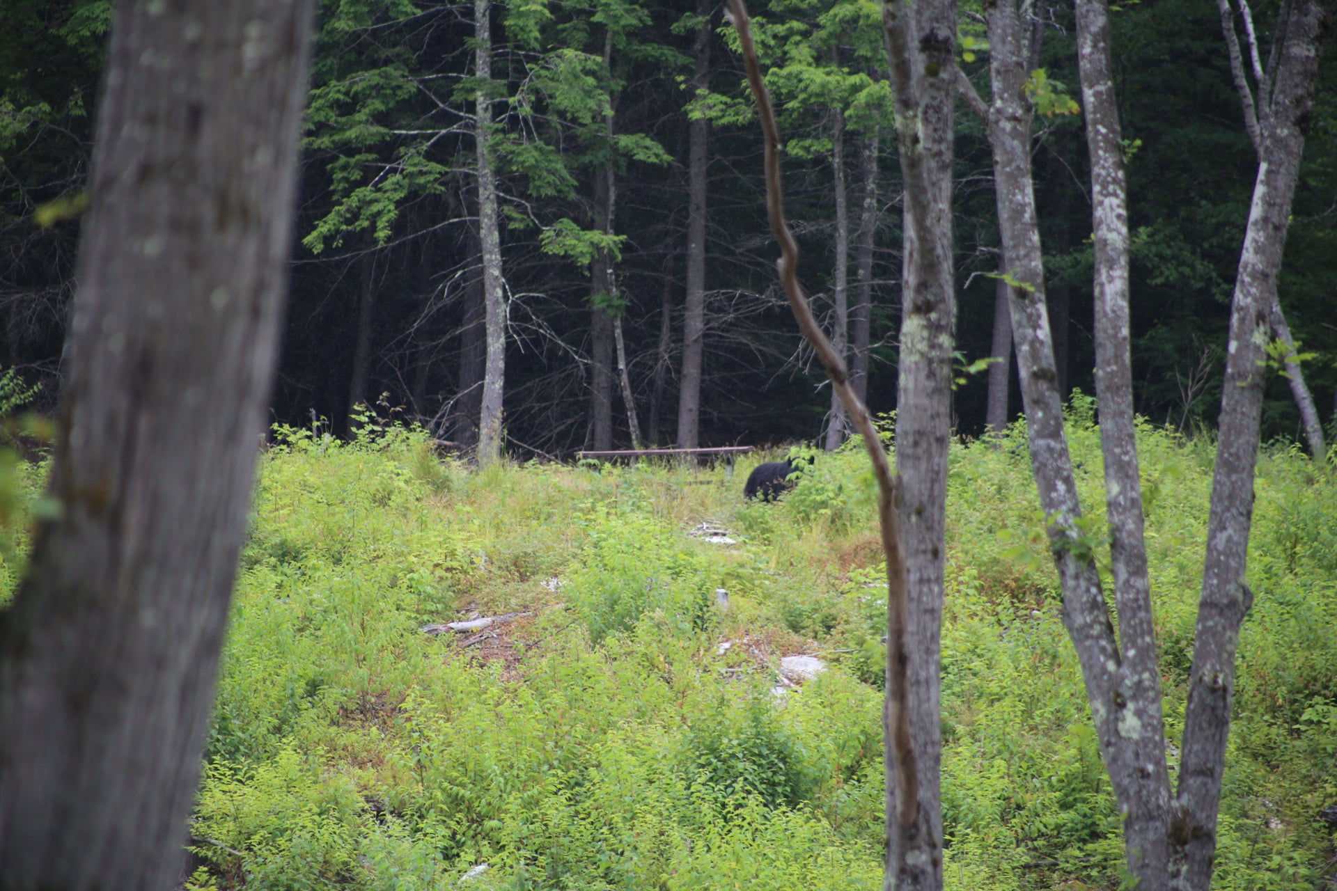 Bear in a forest with trees and greenery