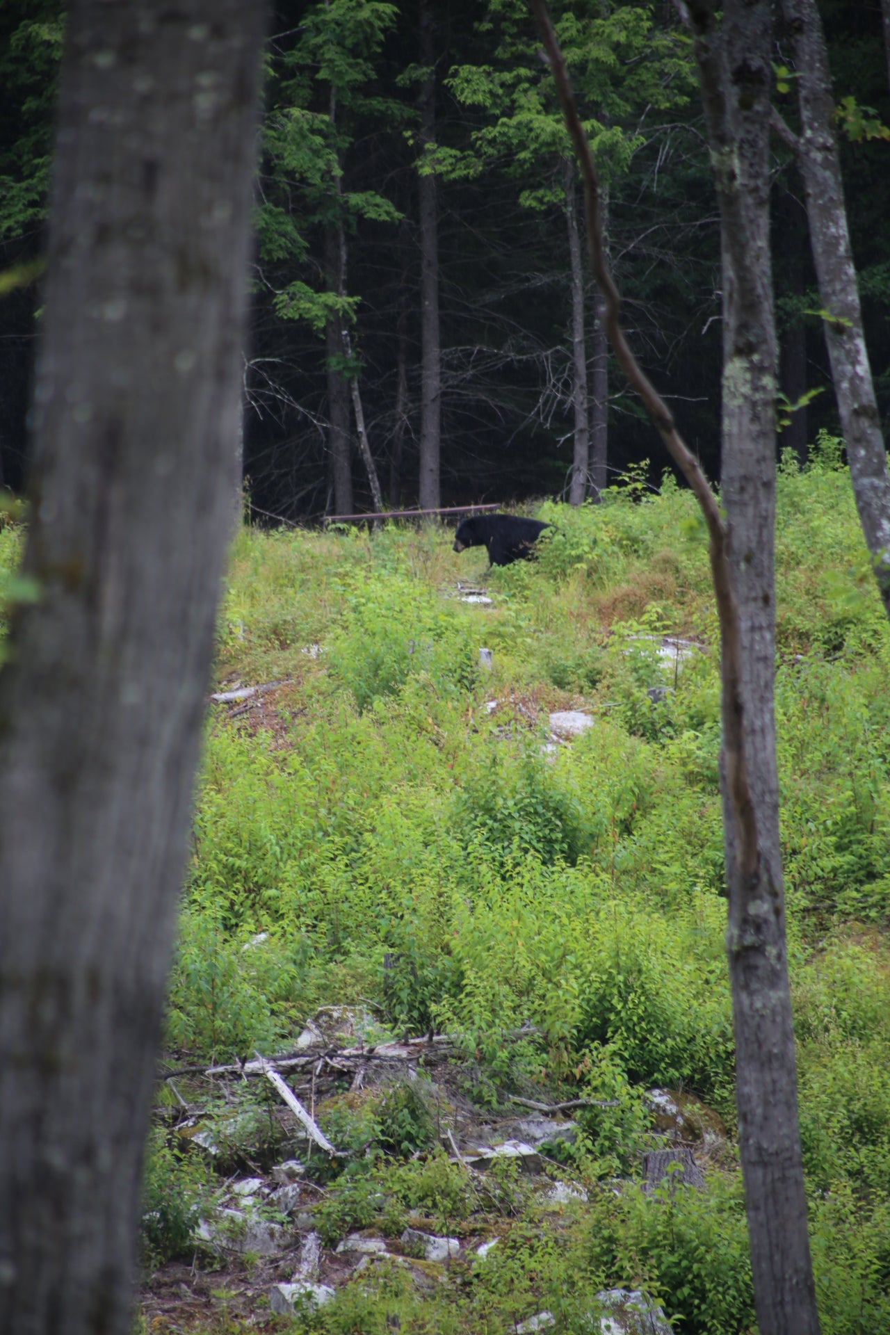 Black bear in a forest setting
