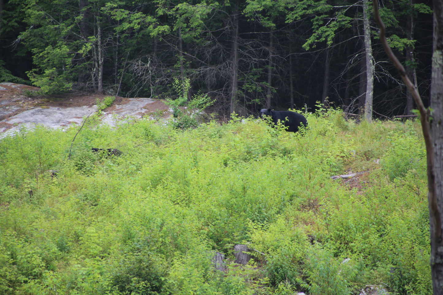 Black bear partially hidden among green bushes and trees walking on mountin top