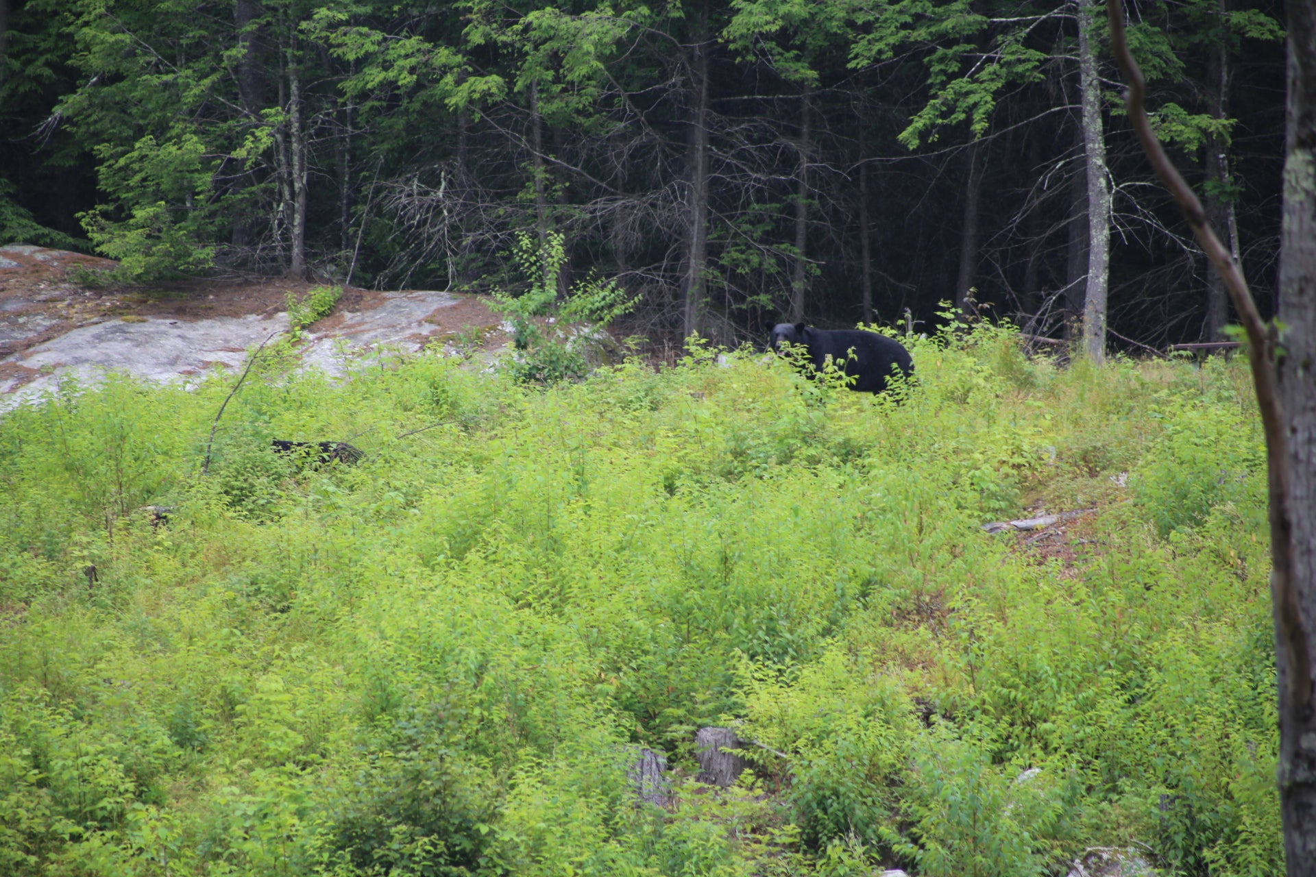 Black bear partially hidden among green bushes and trees walking on mountin top