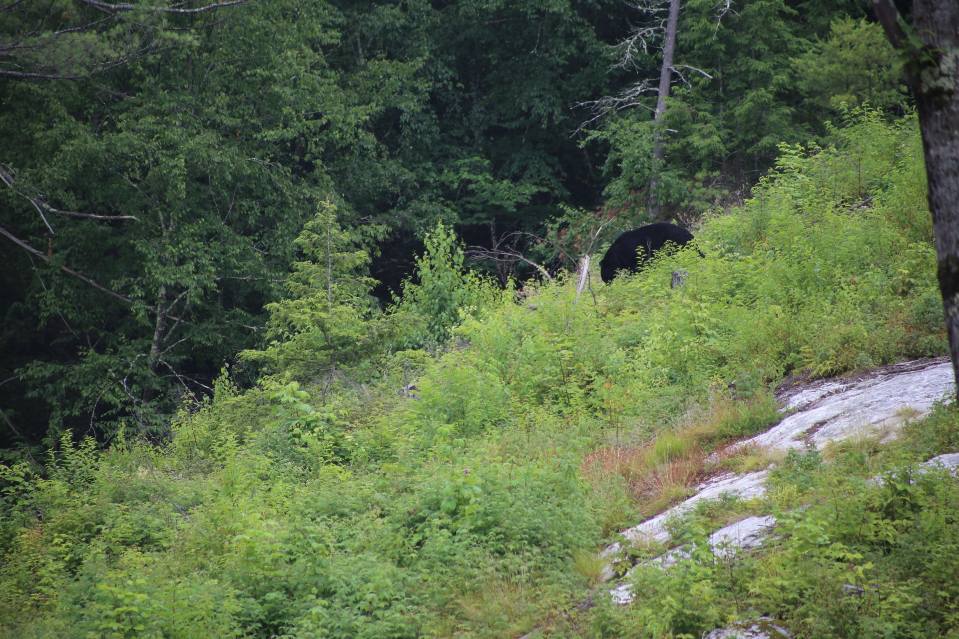 Black bear in a forest setting with greenery and trees.