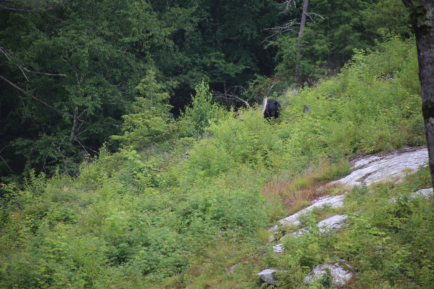 Black bear in a forested area with greenery and trees.
