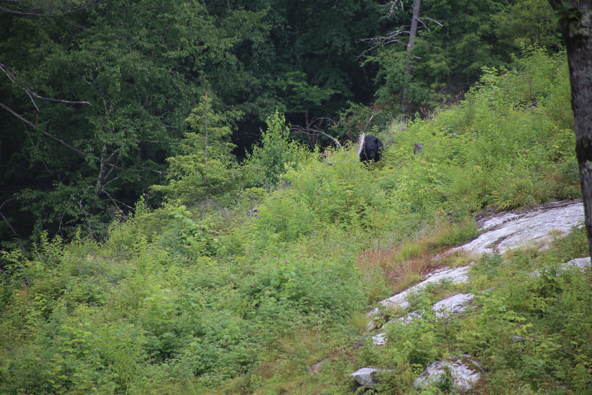 Black bear in a forested area with greenery and trees.