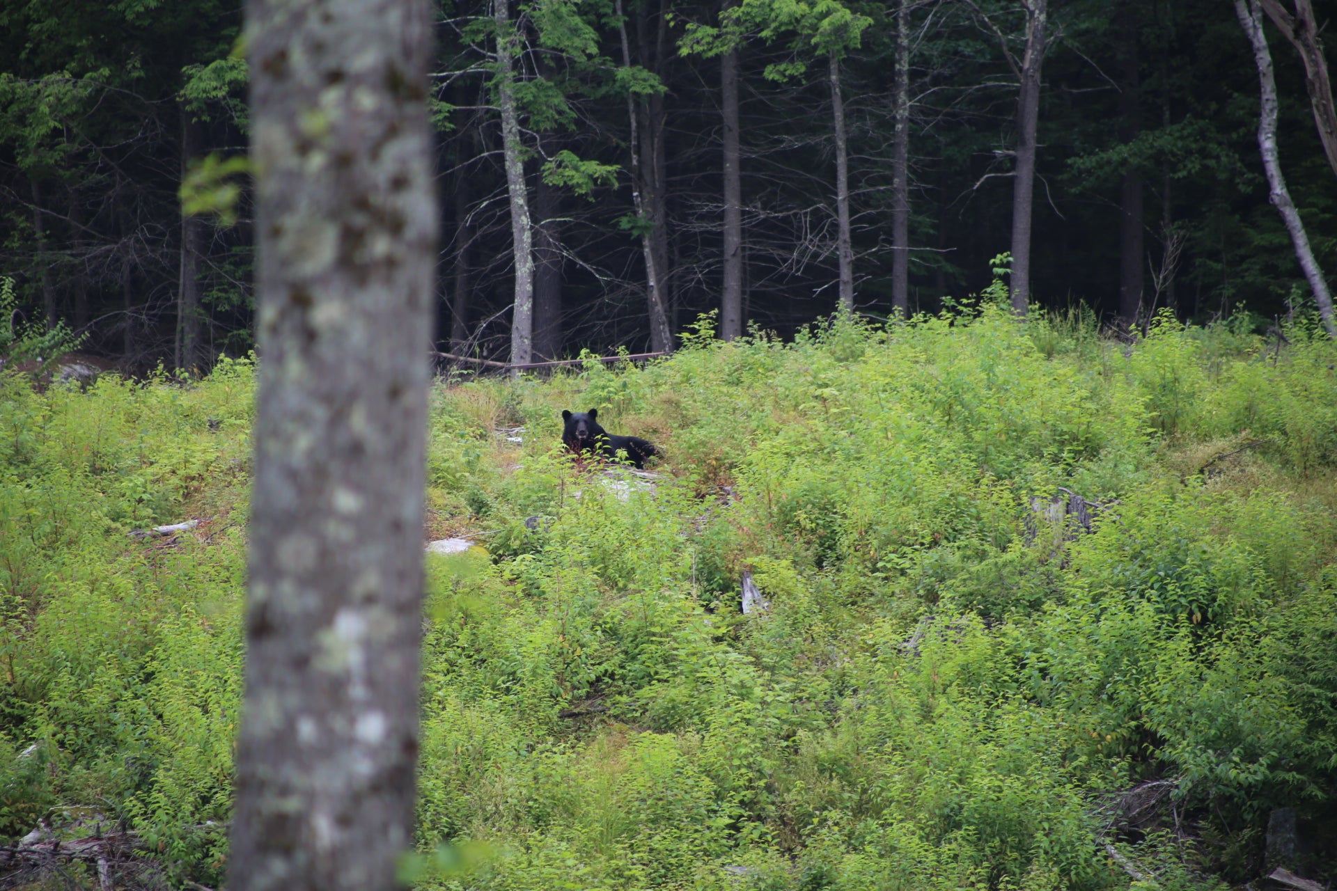 Black bear laying  in a forest setting with green underbrush and trees.