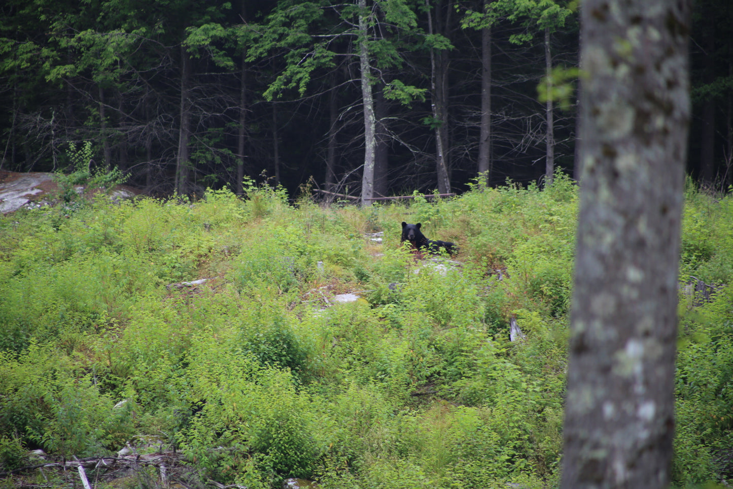 Black bear in a forested area laying in with greenery and trees.