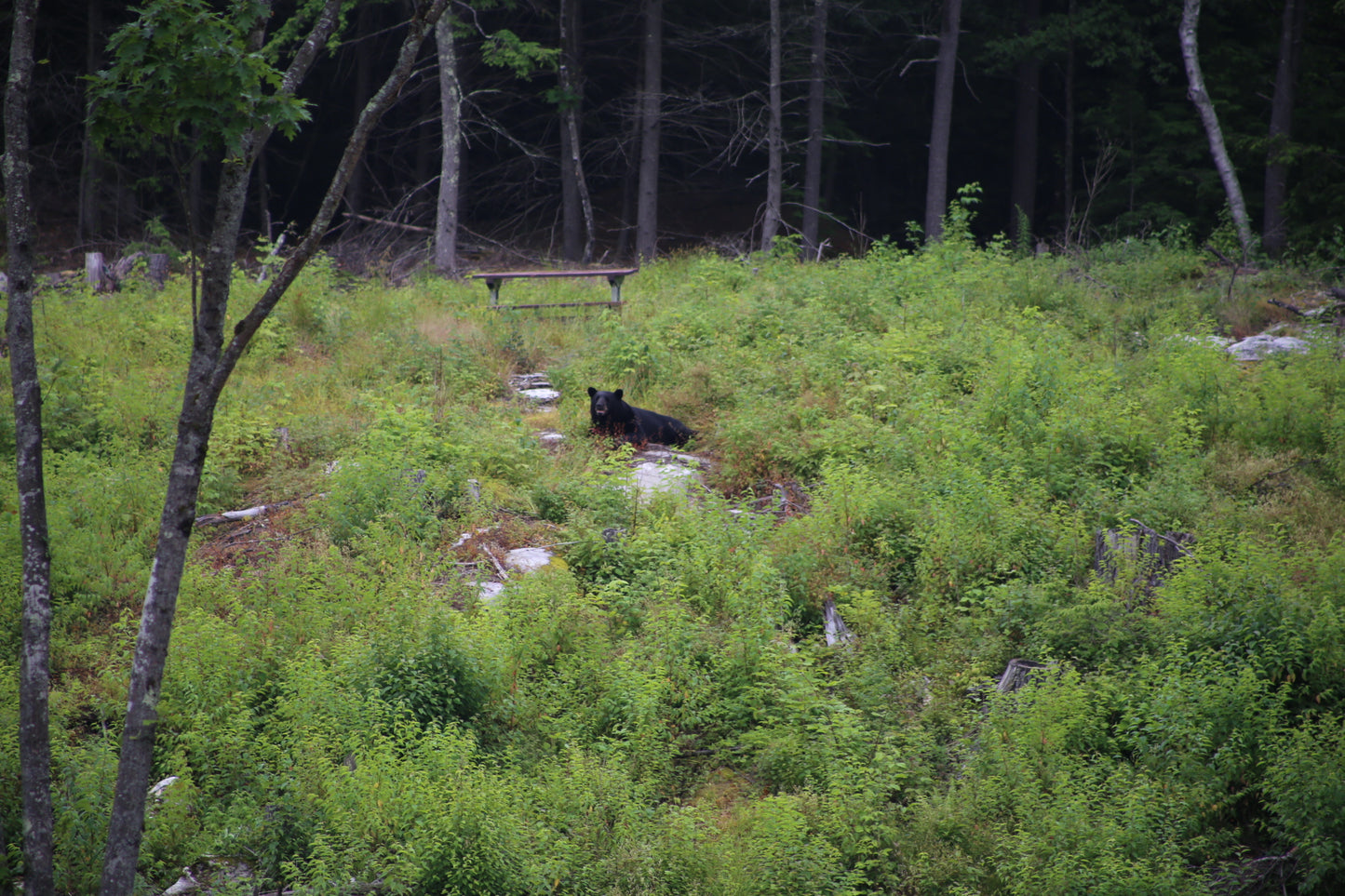 Black bear in a forest clearing with trees and underbrush