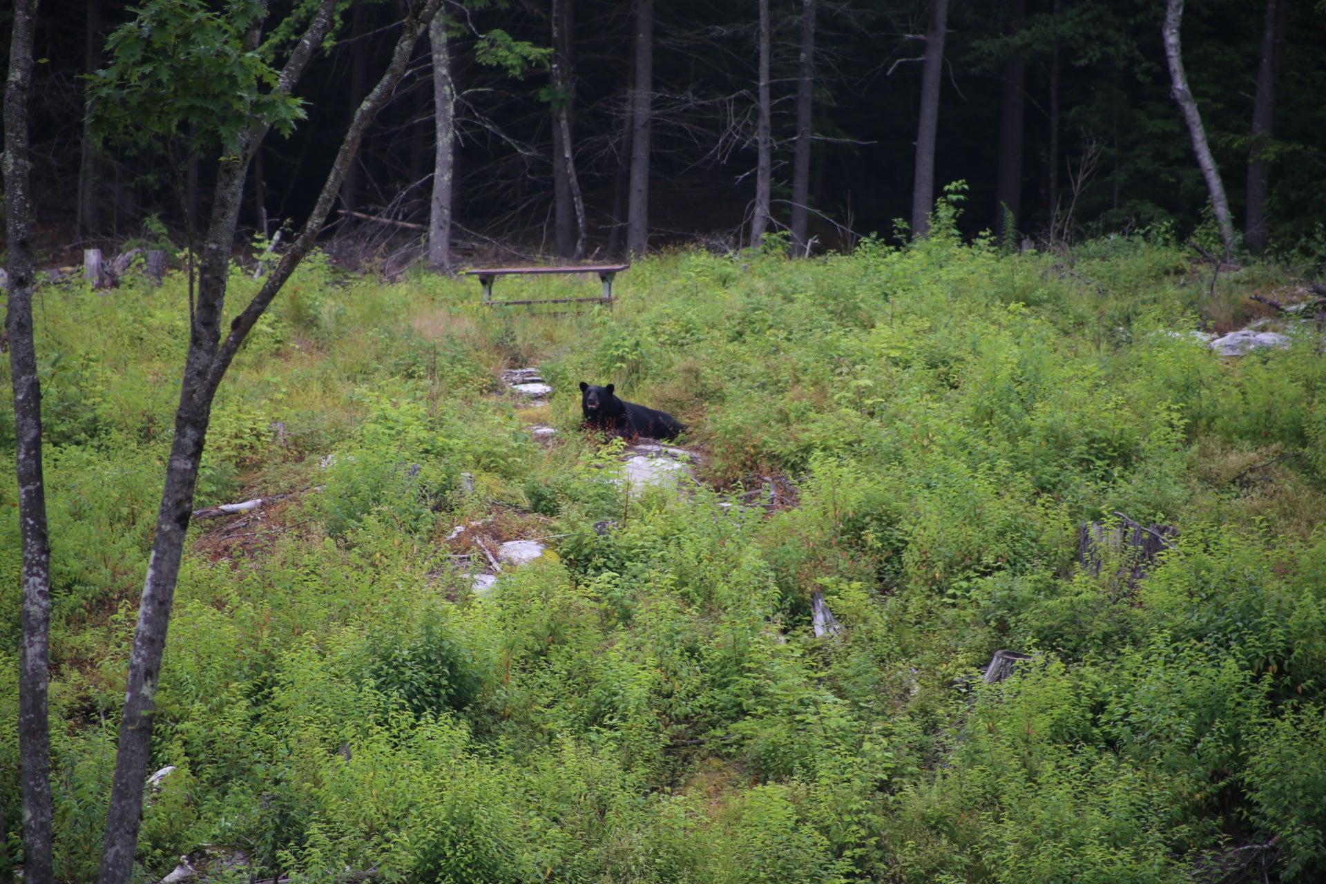 Black bear in a forest clearing with trees and underbrush