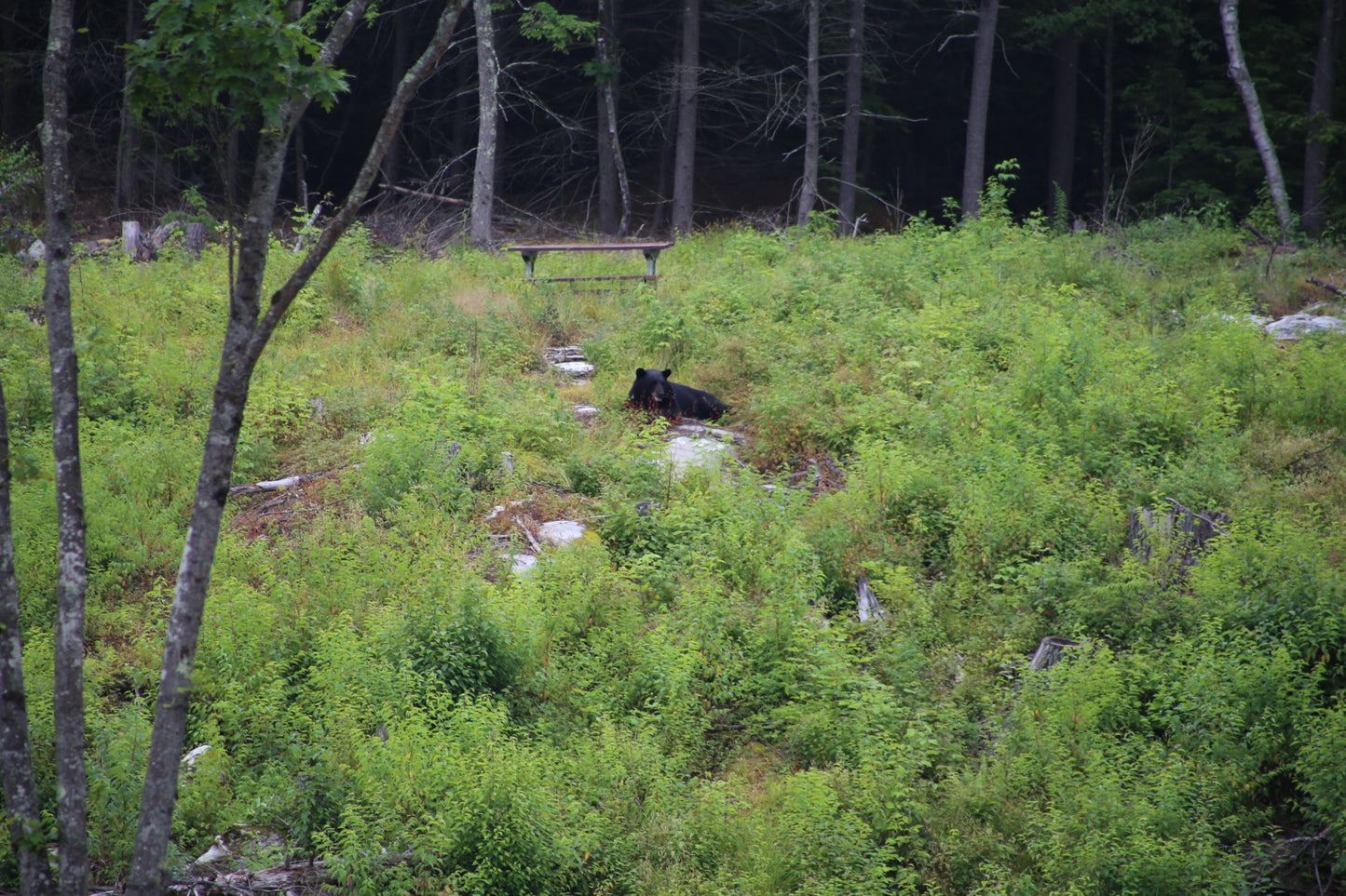 Black bear in a forested area with green underbrush and trees. Eating ground berries