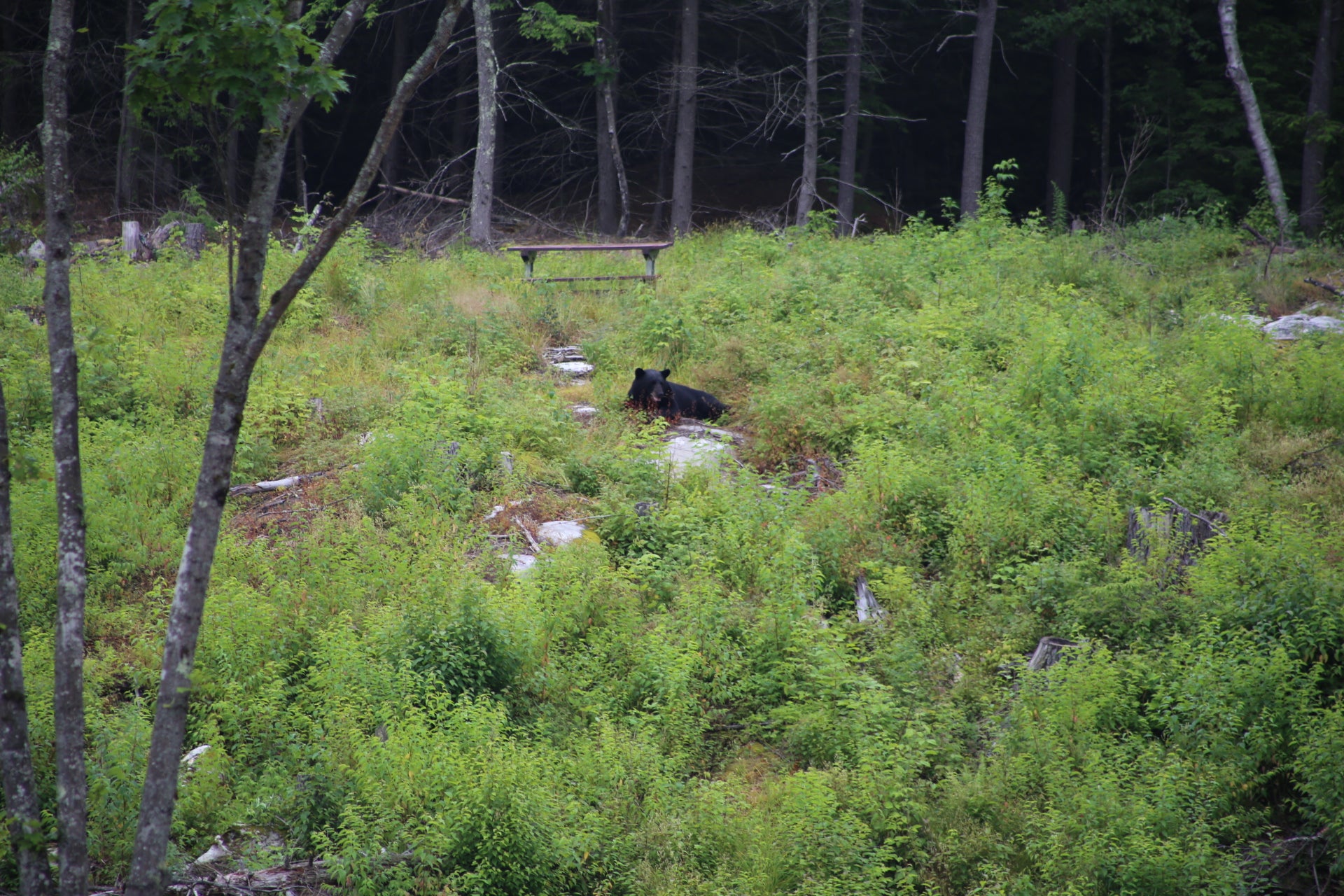 Black bear in a forested area with green underbrush and trees. Eating ground berries