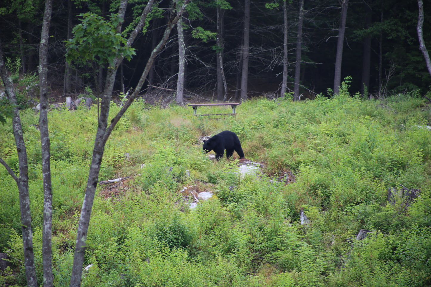 Black bear in a forested area with a bench in the background