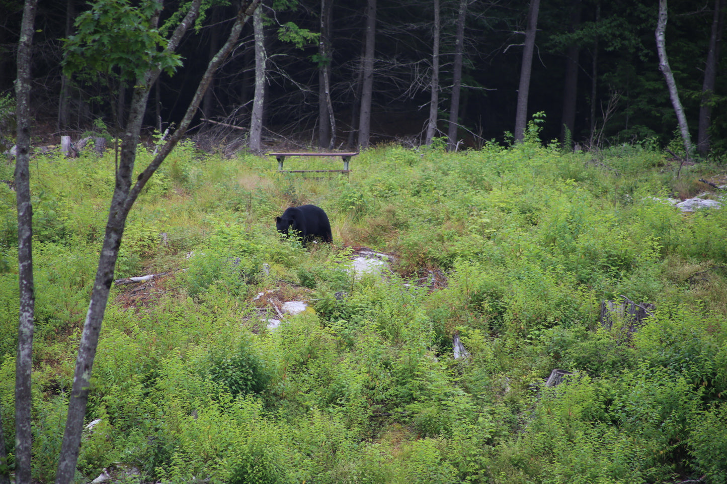 Black bear walking  in a forested area with grass and trees