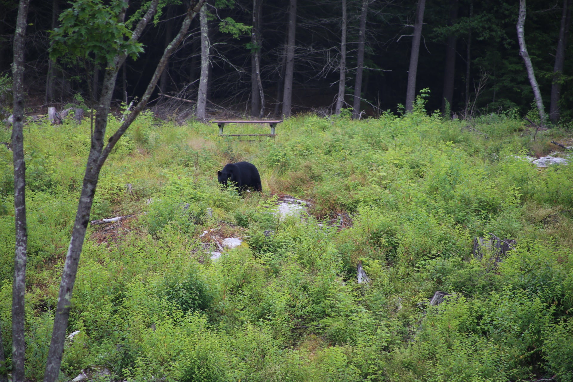Black bear walking  in a forested area with grass and trees