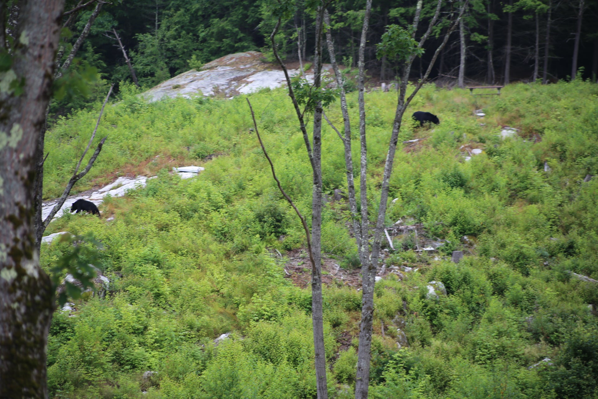 Two black bears in a forested area with green grass and trees.  On the mountain top at the Nature View NH Estate 