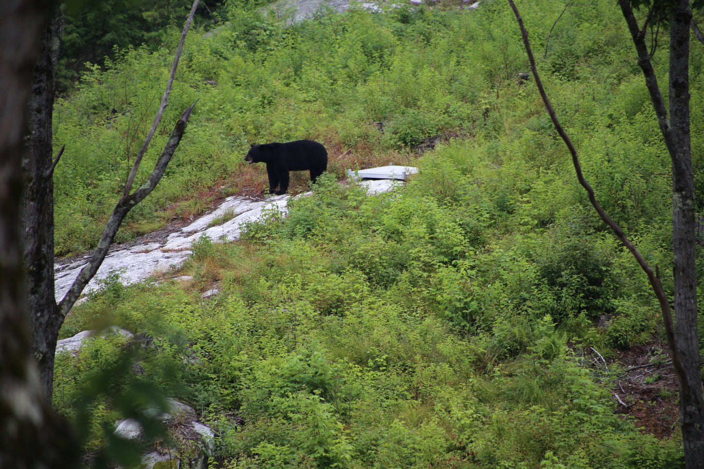 Black bear standing on a rocky outcrop amidst green forest