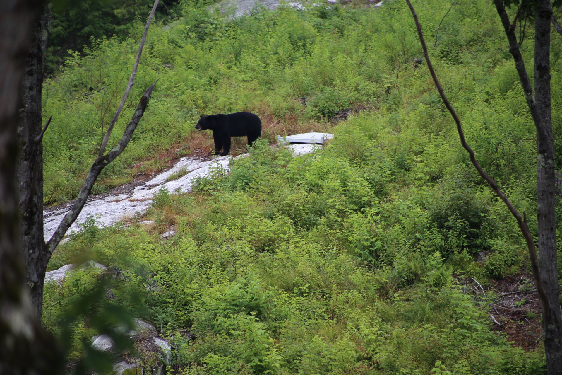 Black bear standing on a rocky outcrop amidst green forest