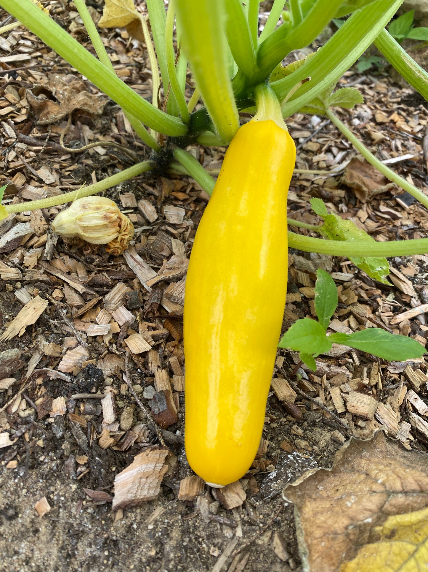 Yellow squash growing on a plant with mulched ground in the background