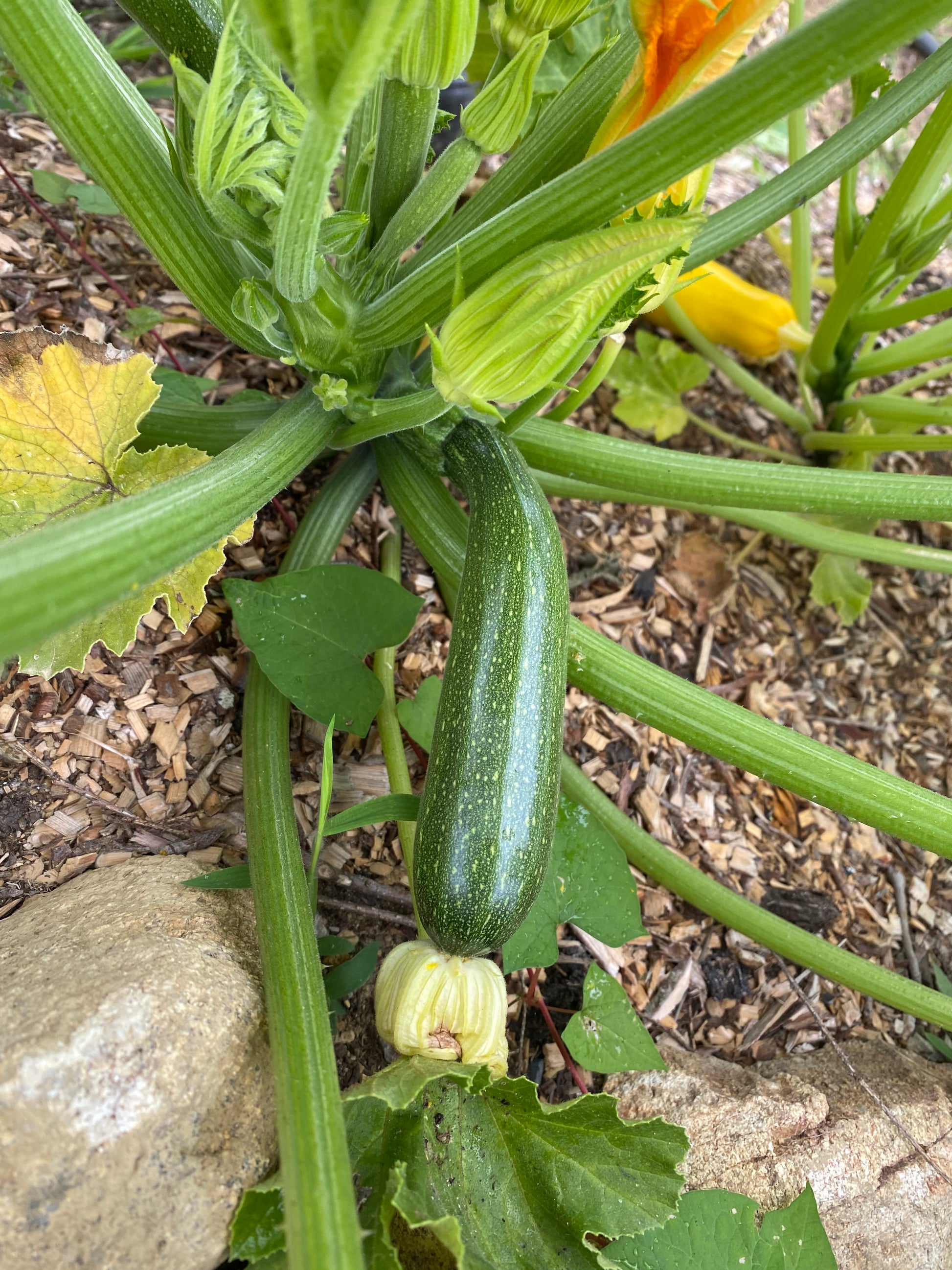 Zucchini plant with developing zucchinis and flowers in a garden setting.
