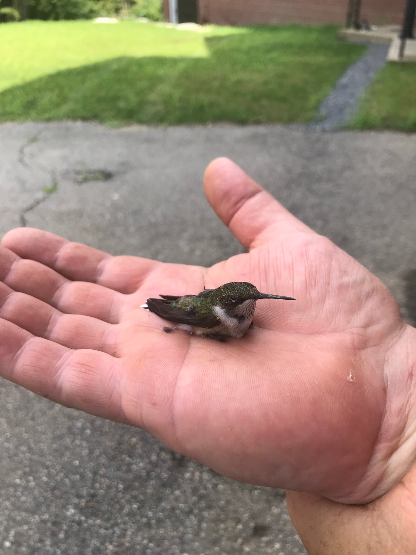 Small humming bird perched on a person's hand with a blurred outdoor background