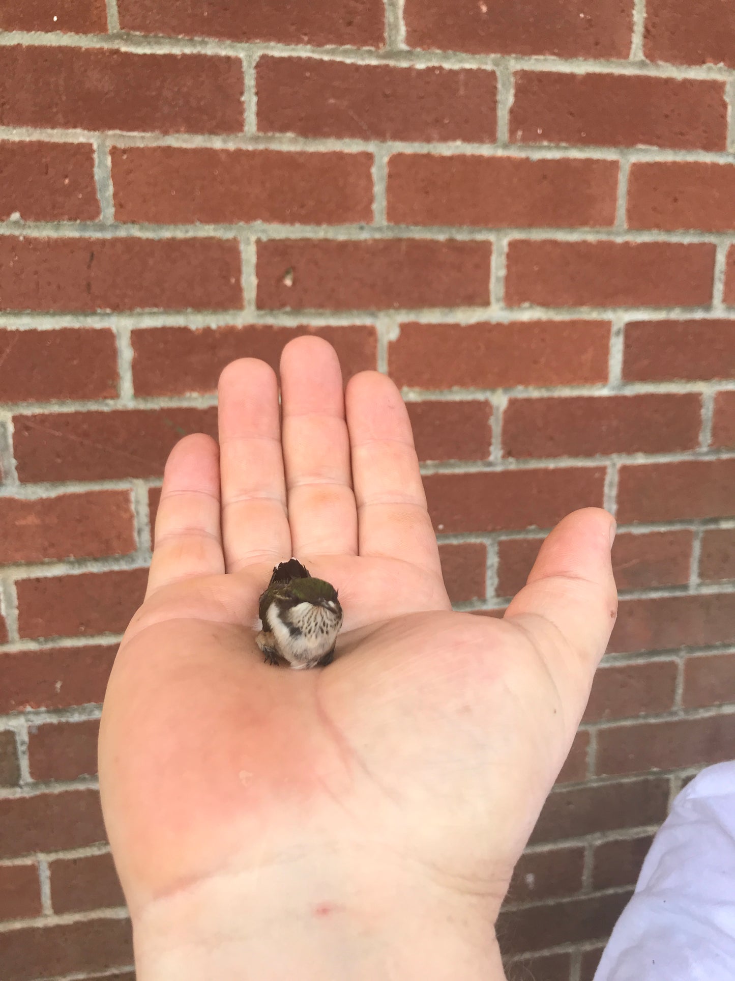 Hand holding a small humming bird near a brick wall.