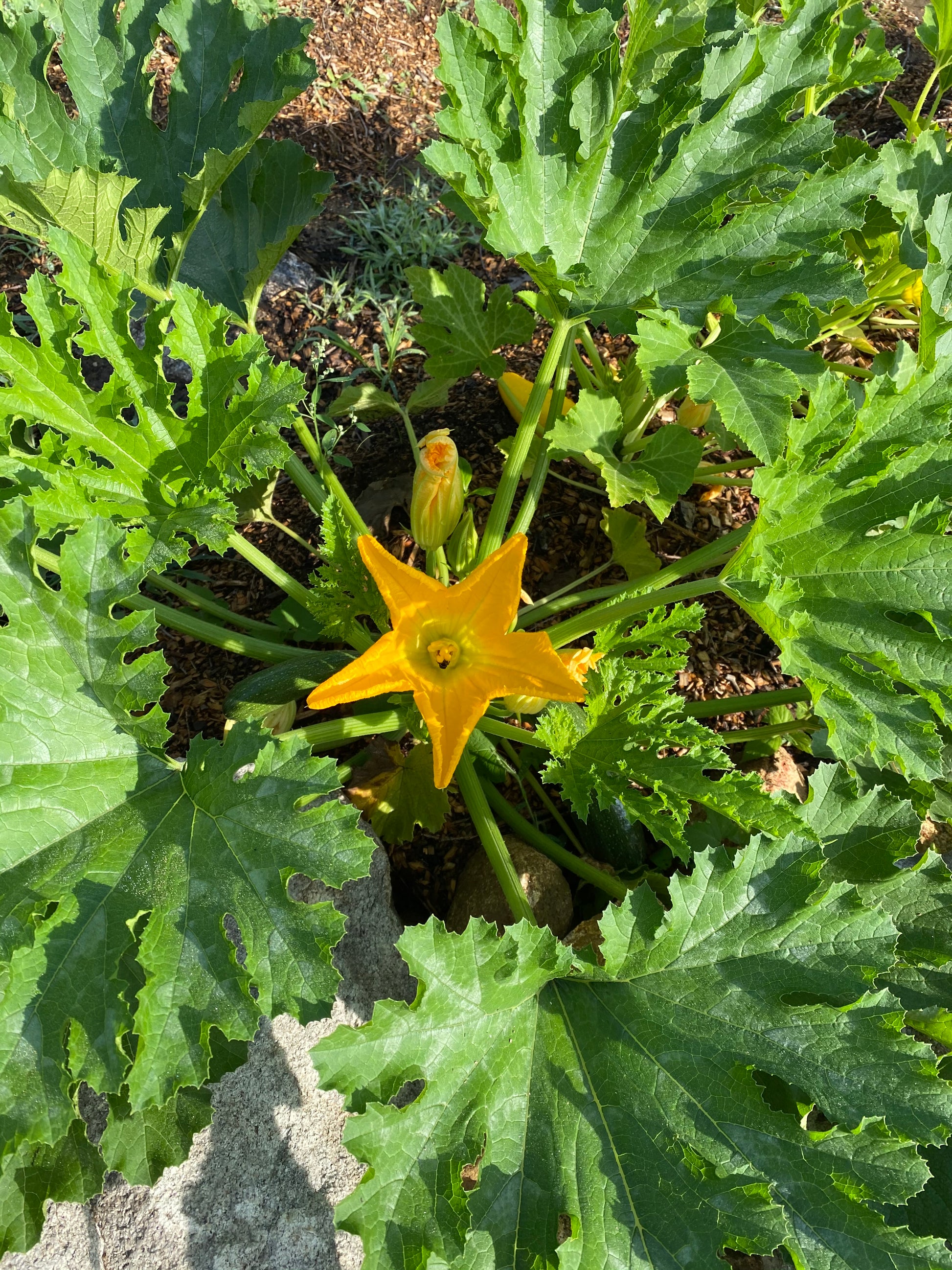 Yellow flower of a squash plant surrounded by large green leaves.
