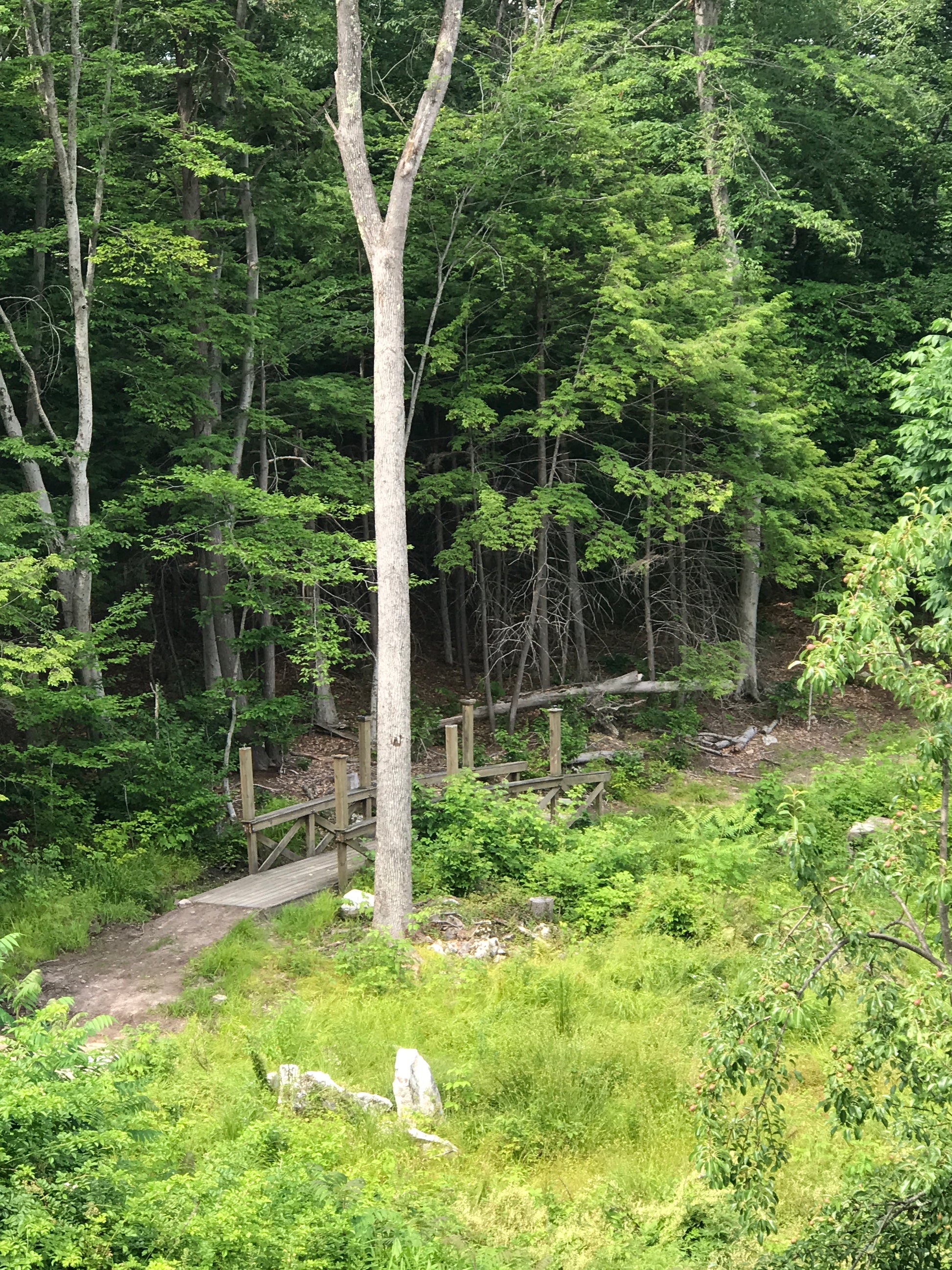 Wooden bridge  leading through a dense forest