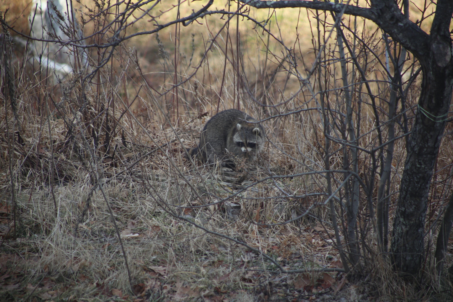 Raccoon in a natural setting with dry grass and trees