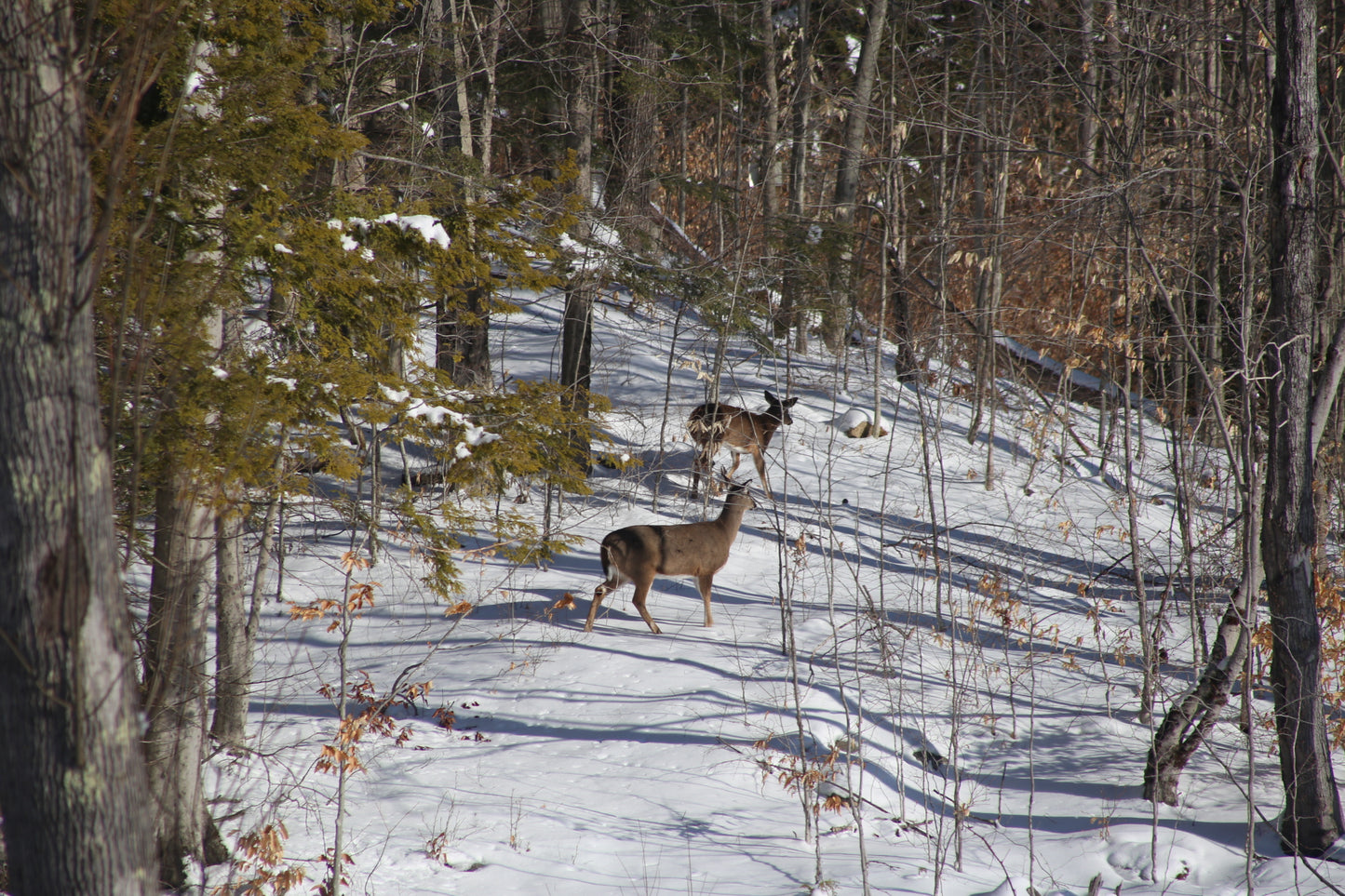 Two deer in a snowy forest with trees and snow-covered ground.