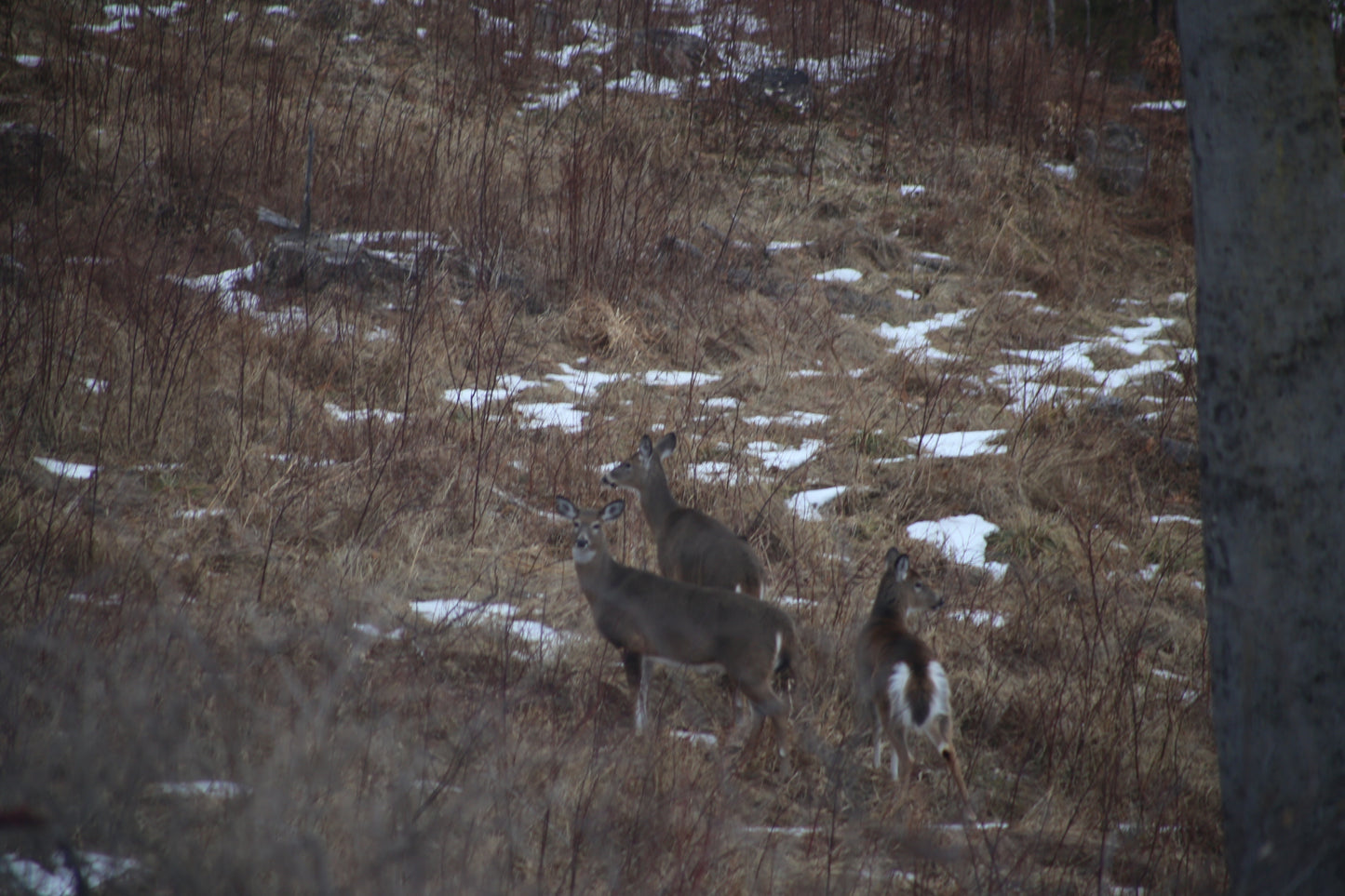 Three deer standing in a field with patches of snow and dry grass.