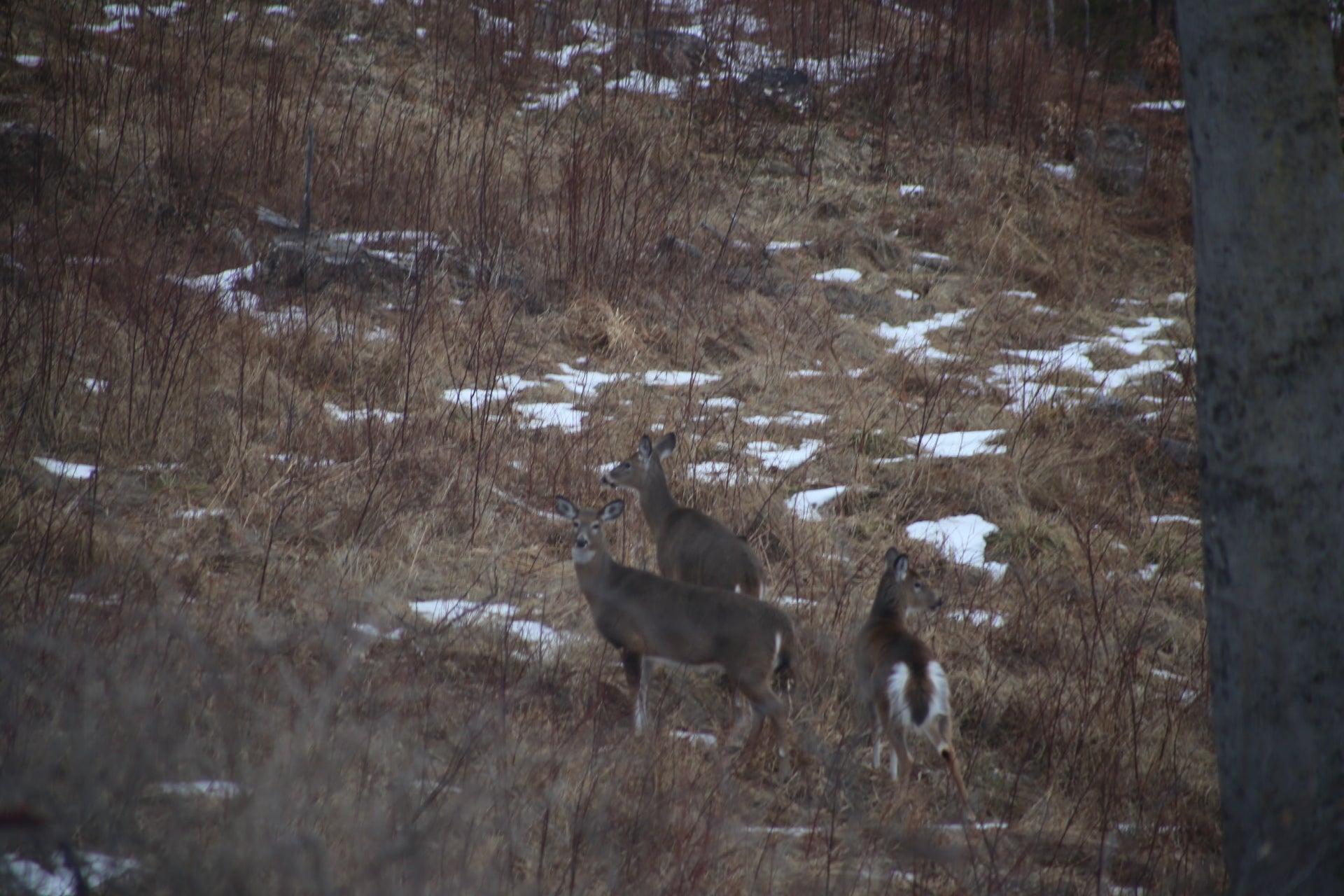 Three deer standing in a field with patches of snow and dry grass.