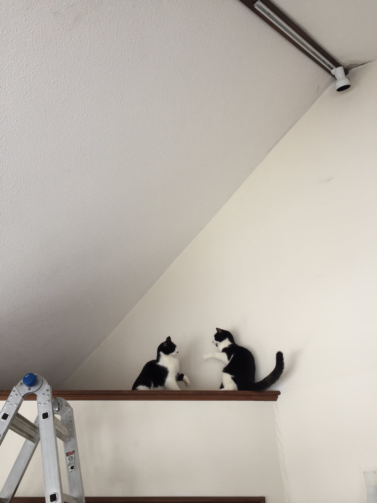 Two cats on a ladder against a white wall