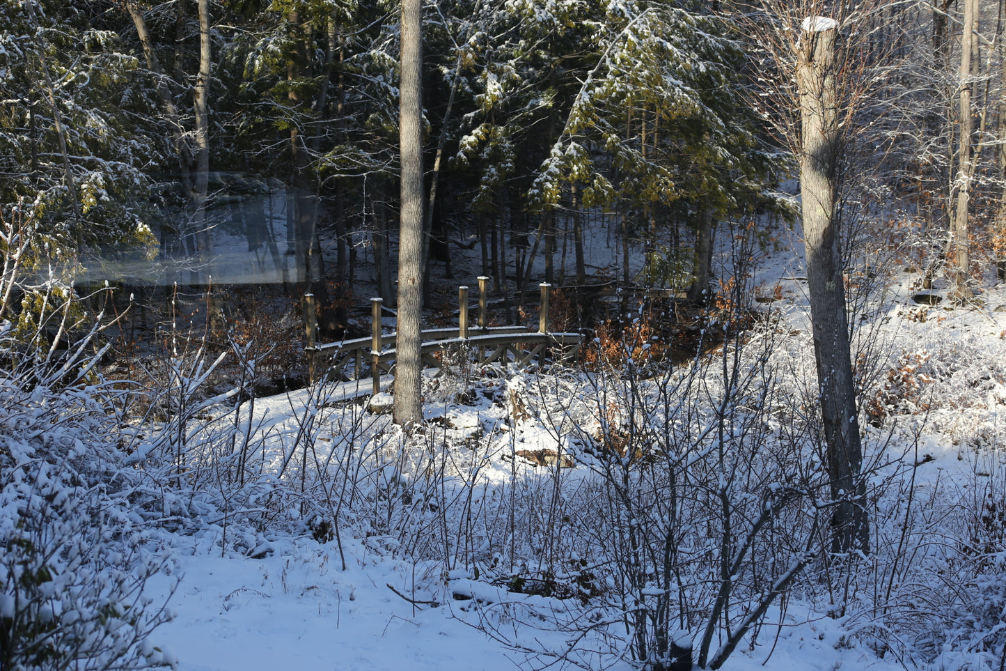 Snow-covered forest with a wooden bridge and trees