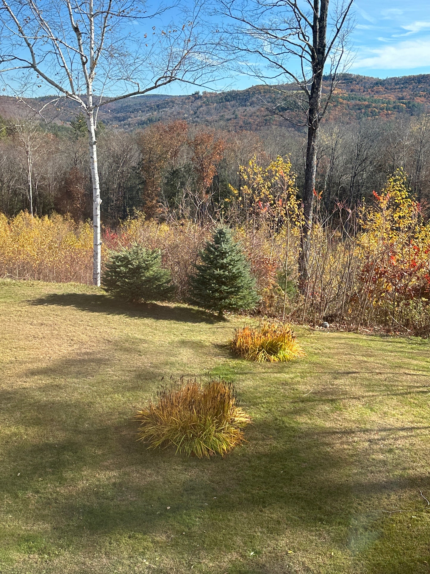 Scenic view of a forest with trees and grass under a clear blue sky
