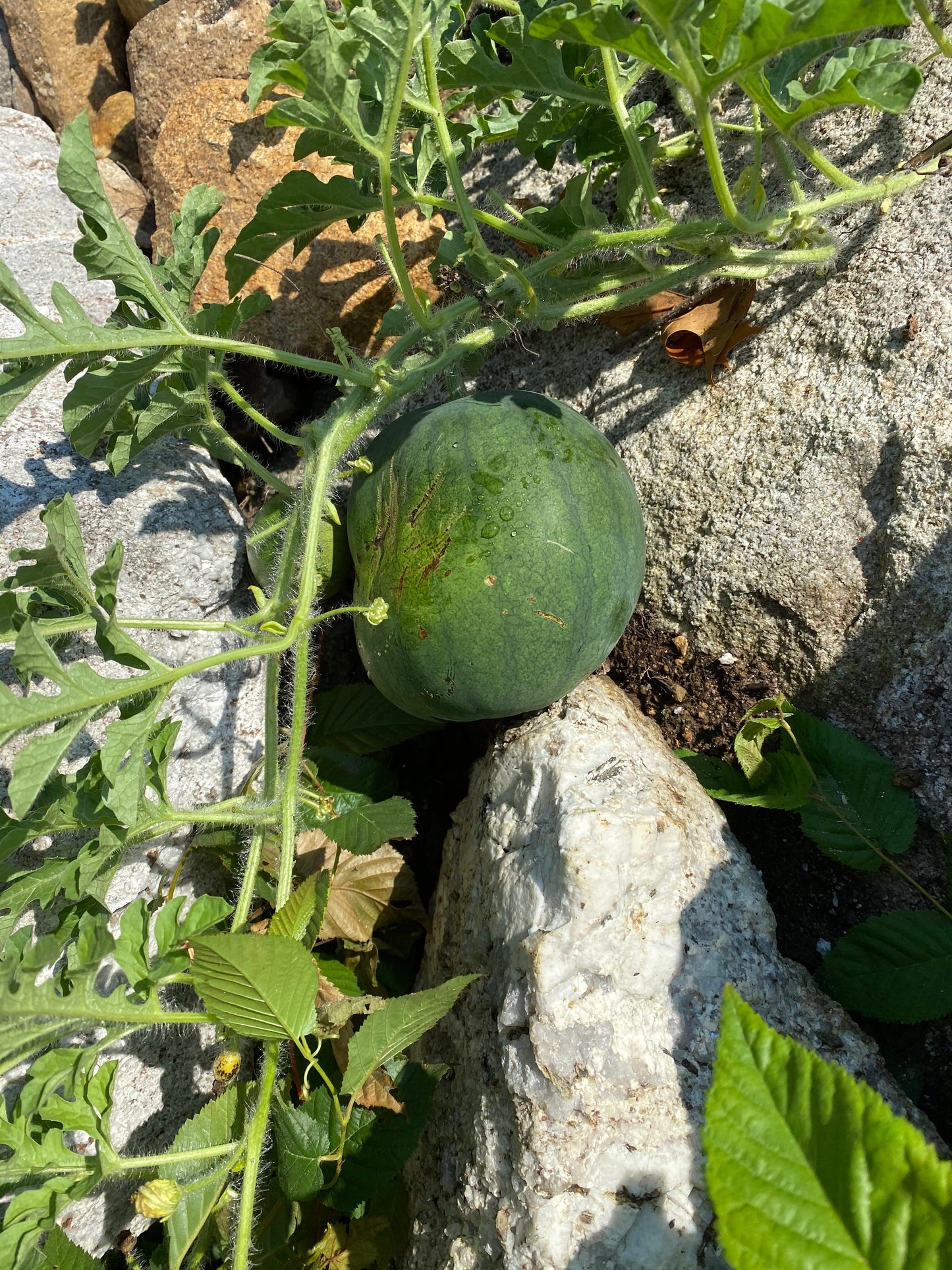 Green watermelon growing on a vine with rocks and leaves in the background