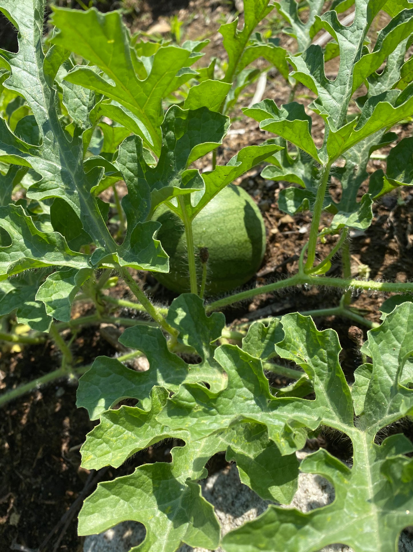Fruits of the property