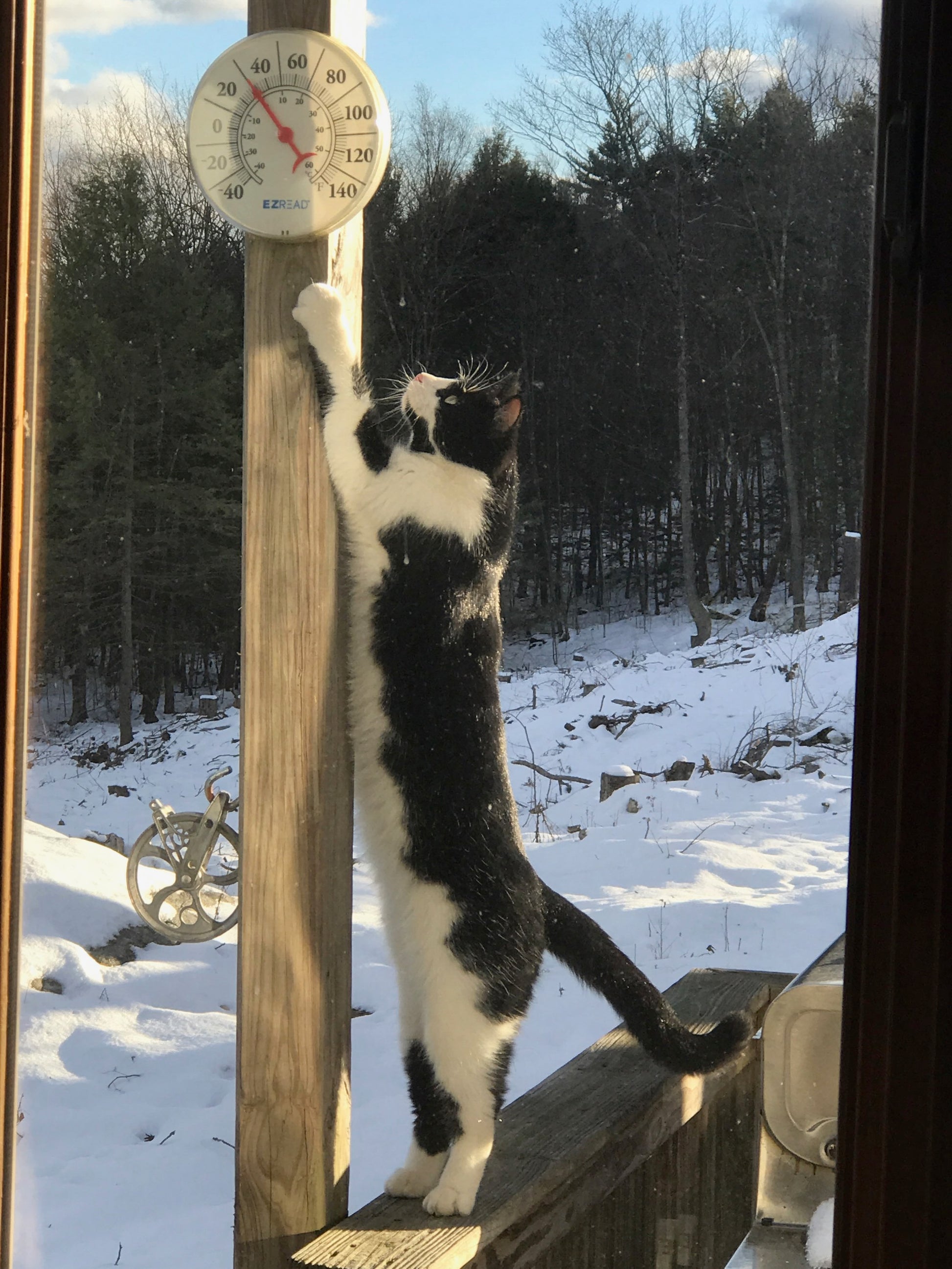 Cat stretching up to a thermometer on a snowy deck with trees in the background
