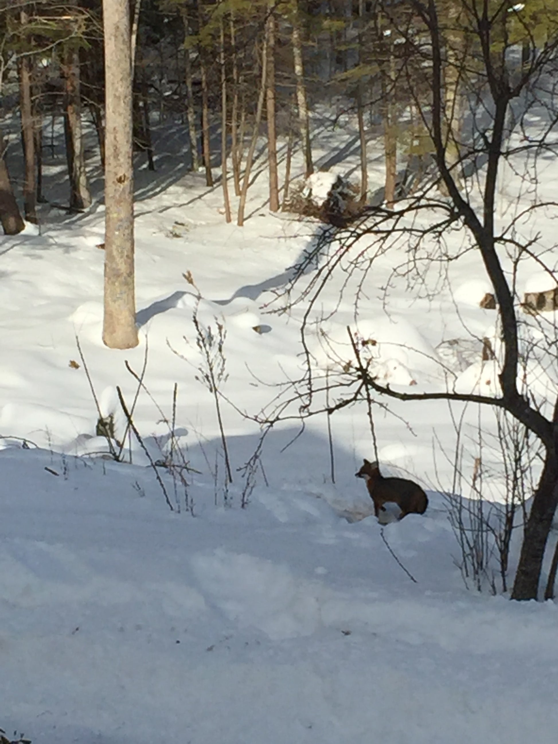 fox walking through a snowy landscape with bare trees and a log on the ground.