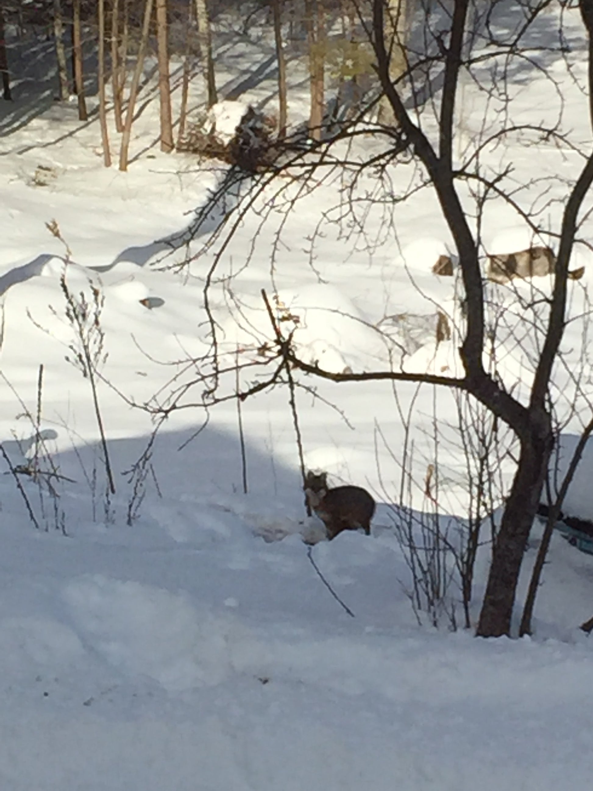 fox partially buried in snow with branches and sunlight in the background