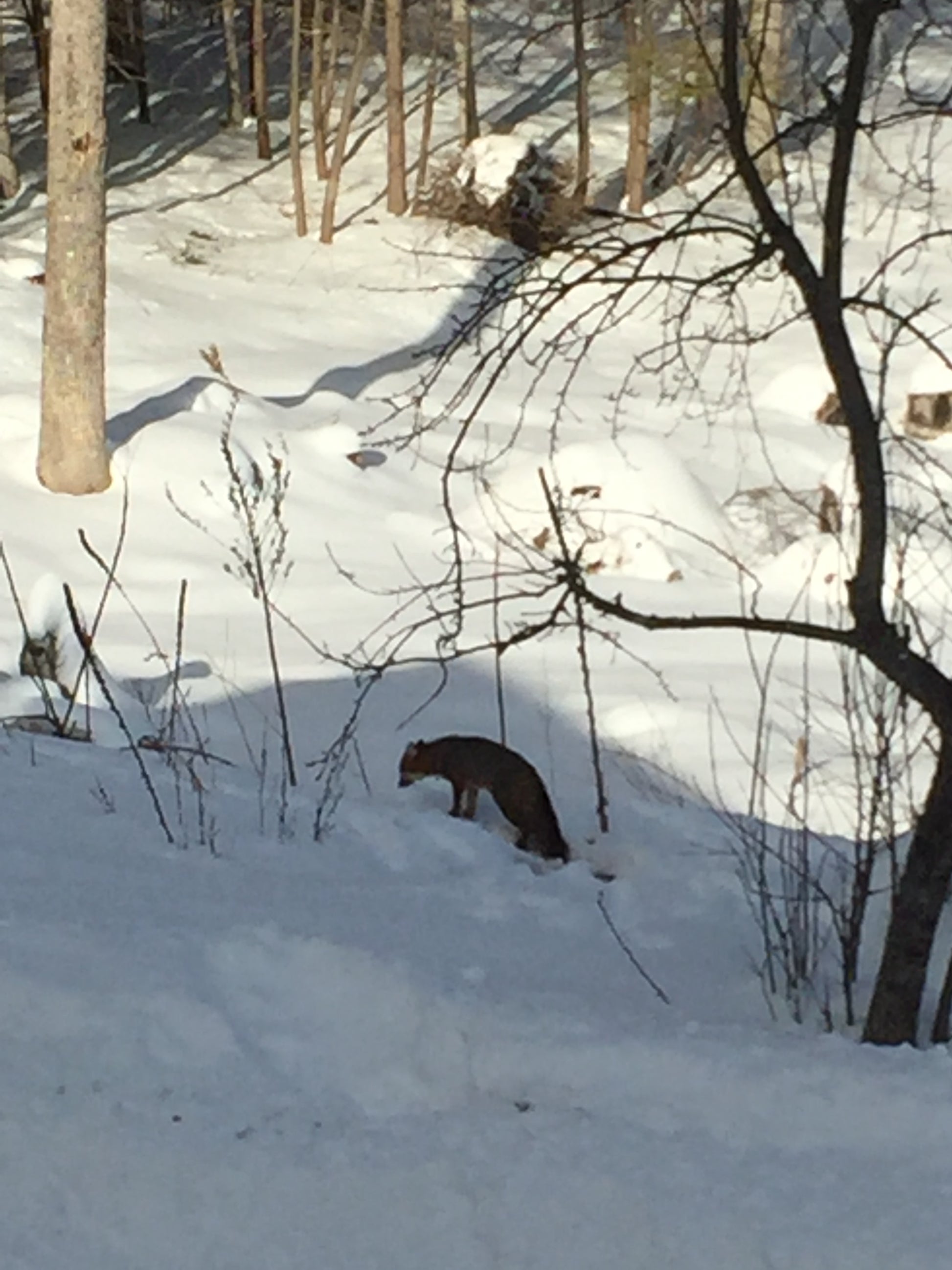 Fox climbing a snowy tree in a winter landscape