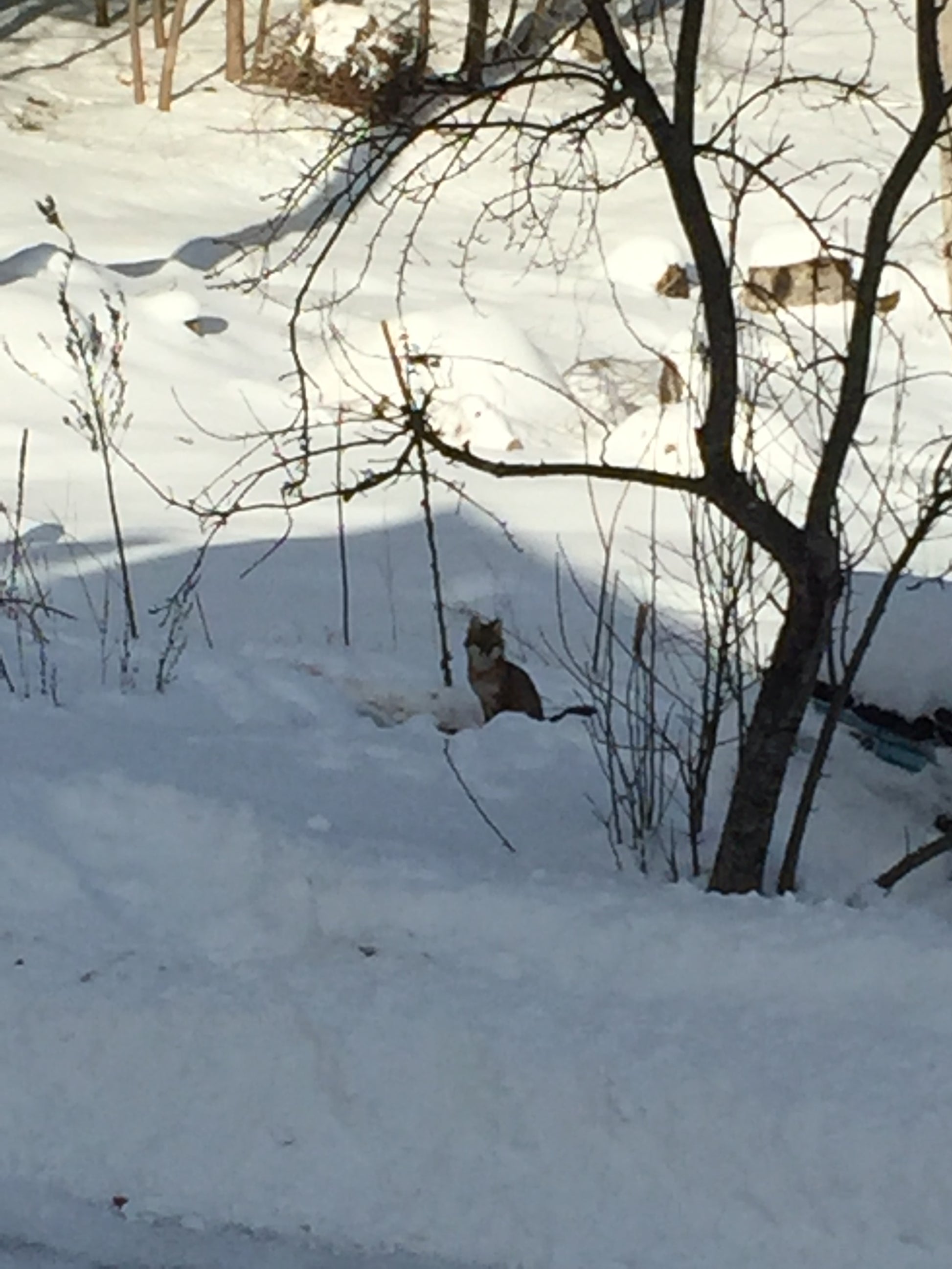 Fox in a snow-covered landscape with trees and a building in the background
